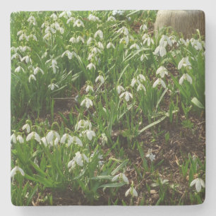 Snowdrops II (Galanthus) Spring Floral Stenen Onderzetter