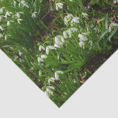 Snowdrops II (Galanthus) Spring Floral Tissuepapier (Detail)