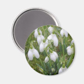 Snowdrops Magnet (Voorkant / Achterkant)