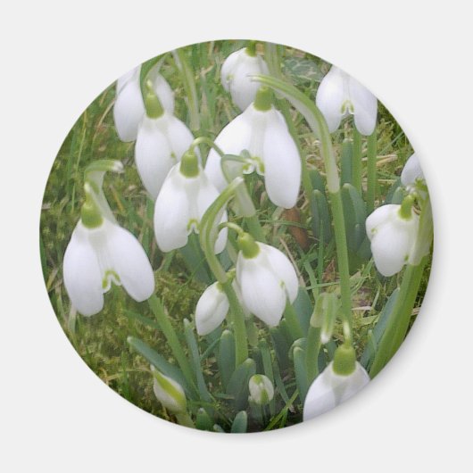 Snowdrops Magnet (Voorkant)