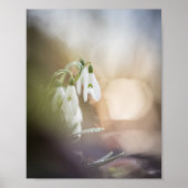 Snowdrops Natuur Foto Poster (Voorkant)