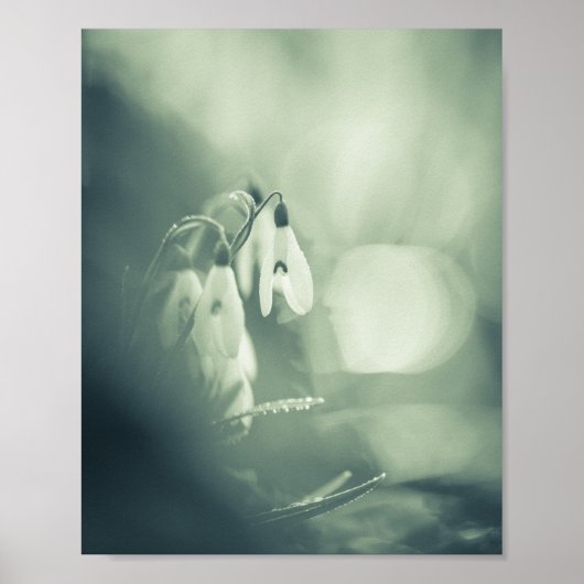 Snowdrops Natuur Foto Poster (Voorkant)