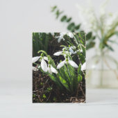 Snowdrops Spring Flowers Briefkaart (Staand voorkant)