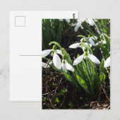 Snowdrops Spring Flowers Briefkaart (Voorkant / Achterkant)