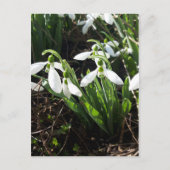 Snowdrops Spring Flowers Briefkaart (Voorkant)