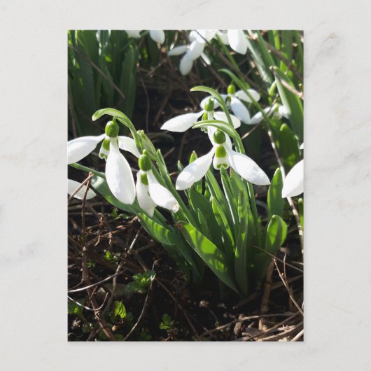 Snowdrops Spring Flowers Briefkaart (Voorkant)