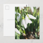 Snowdruppelbloemen Briefkaart (Voorkant / Achterkant)