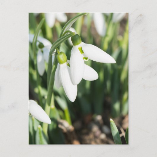 Snowdruppelbloemen Briefkaart (Voorkant)
