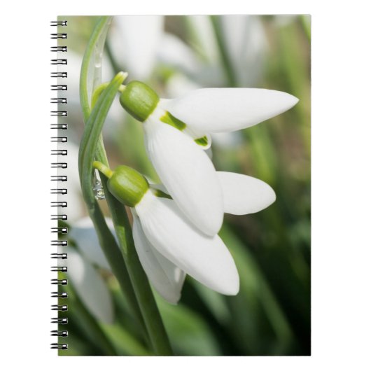 Snowdruppelbloemen Notitieboek (Voorkant)