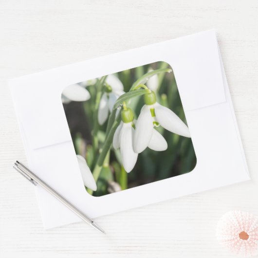 Snowdruppelbloemen Vierkante Sticker (Envelop)