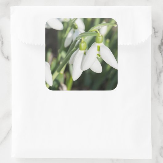 Snowdruppelbloemen Vierkante Sticker (Tas)