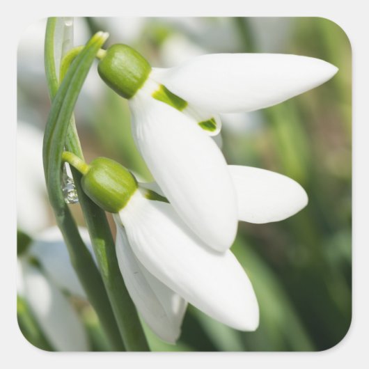 Snowdruppelbloemen Vierkante Sticker (Voorkant)