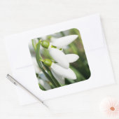 Snowdruppelbloemen Vierkante Sticker (Envelop)