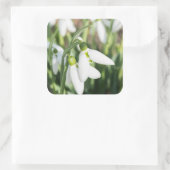 Snowdruppelbloemen Vierkante Sticker (Tas)