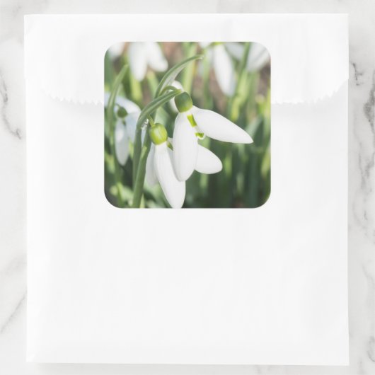 Snowdruppelbloemen Vierkante Sticker (Tas)