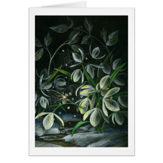 Snowdruppels bij nacht