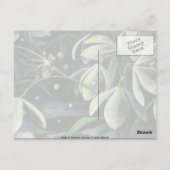 Snowdruppels bij nacht briefkaart (Achterkant)