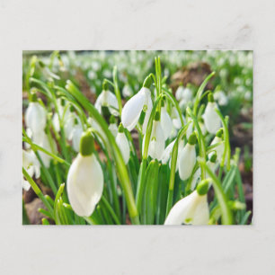 Snowdruppels Briefkaart