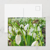 Snowdruppels Briefkaart (Voorkant / Achterkant)