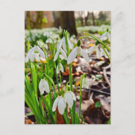 Snowdruppels Briefkaart