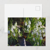 Snowdruppels Briefkaart (Voorkant / Achterkant)