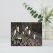 Snowdruppels briefkaart (Staand voorkant)