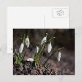 Snowdruppels briefkaart (Voorkant / Achterkant)