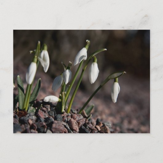 Snowdruppels briefkaart (Voorkant)