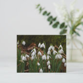 Snowdruppels Briefkaart (Staand voorkant)