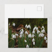 Snowdruppels Briefkaart (Voorkant / Achterkant)