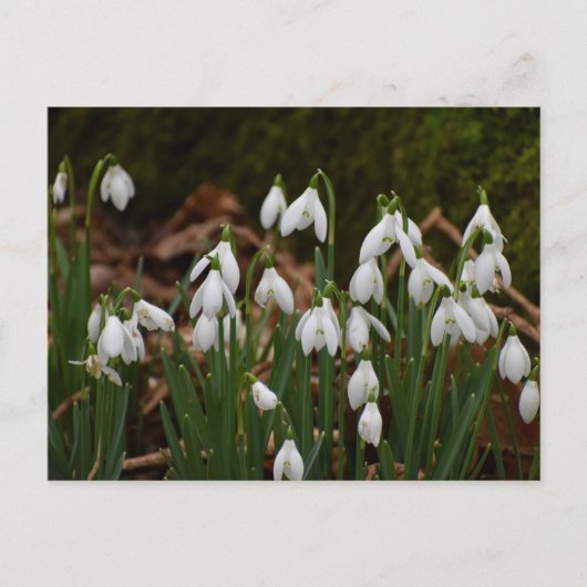 Snowdruppels Briefkaart (Voorkant)