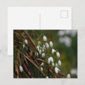 Snowdruppels Briefkaart (Voorkant / Achterkant)