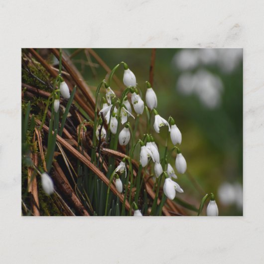 Snowdruppels Briefkaart (Voorkant)