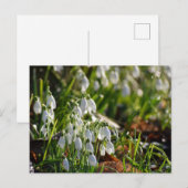 Snowdruppels Briefkaart (Voorkant / Achterkant)