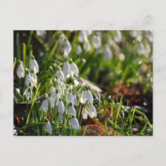 Snowdruppels Briefkaart (Voorkant)
