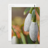 Snowdruppels Briefkaart (Voorkant / Achterkant)