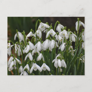 Snowdruppels Briefkaart