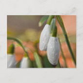 Snowdruppels Briefkaart (Voorkant)