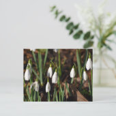 Snowdruppels Briefkaart (Staand voorkant)