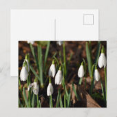 Snowdruppels Briefkaart (Voorkant / Achterkant)