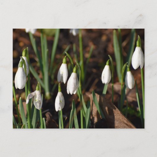 Snowdruppels Briefkaart (Voorkant)