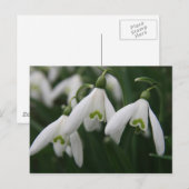 Snowdruppels Briefkaart (Voorkant / Achterkant)