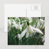Snowdruppels Briefkaart (Voorkant / Achterkant)