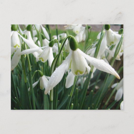 Snowdruppels Briefkaart (Voorkant)