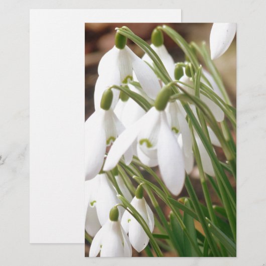 Snowdruppels Briefpapier (Voorkant / Achterkant)