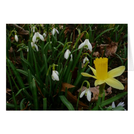Snowdruppels en Daffodil Spring Floral (Voorkant Horizontaal)