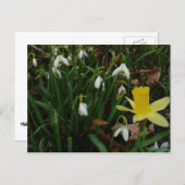 Snowdruppels en Daffodil Spring Floral Briefkaart (Voorkant / Achterkant)