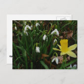 Snowdruppels en Daffodil Spring Floral Briefkaart (Voorkant / Achterkant)