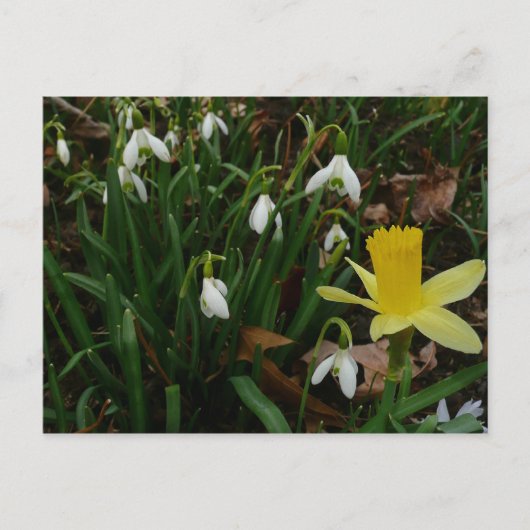 Snowdruppels en Daffodil Spring Floral Briefkaart (Voorkant)