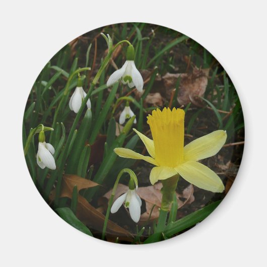 Snowdruppels en Daffodil Spring Floral Magneet (Voorkant)